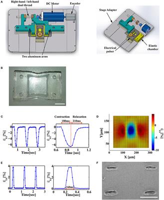 The Influence of the Timing of Cyclic Load Application on Cardiac Cell Contraction
